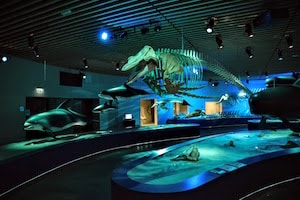 Svendborg museum
